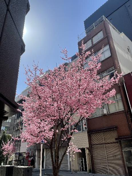 ①桜.jpg